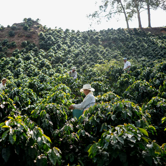 Coffee Farming & Sourcing
